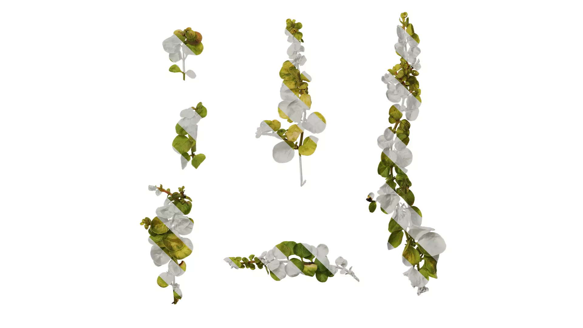 Anydrafts Lysimachia christinae Atlas 06 Texture_0