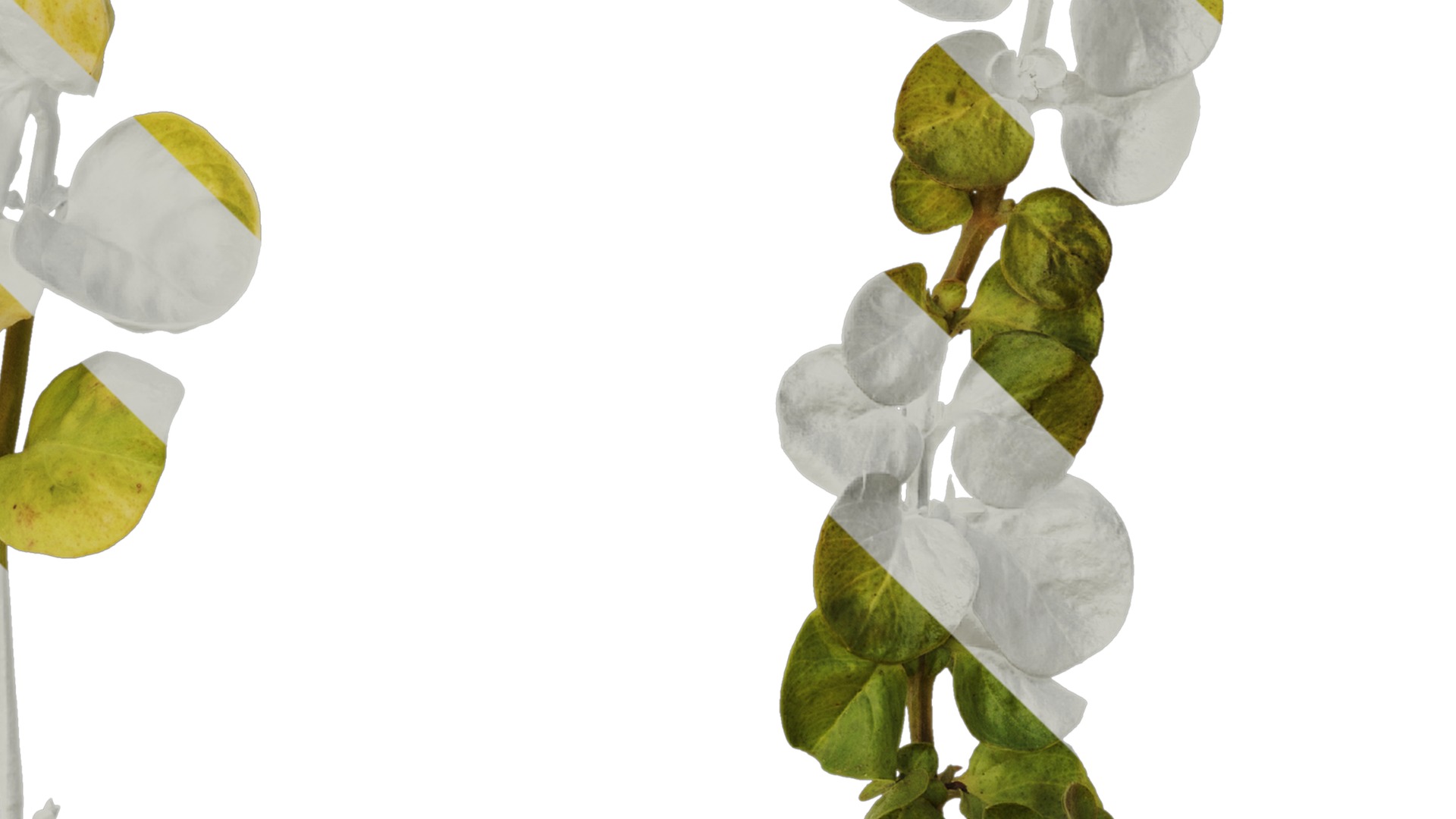 Anydrafts Lysimachia christinae Atlas 06 Texture_4