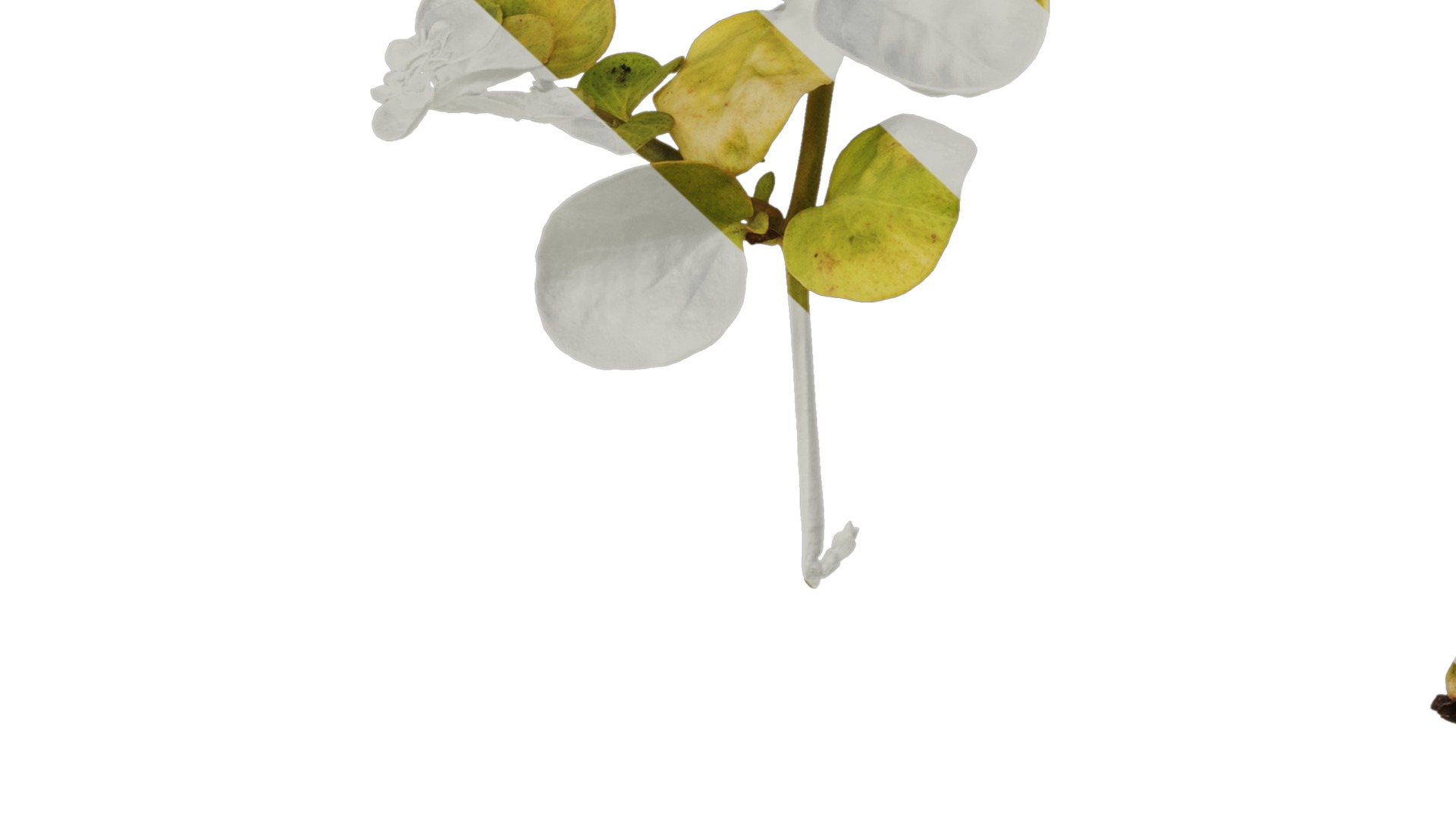 Anydrafts Lysimachia christinae Atlas 06 Texture_7