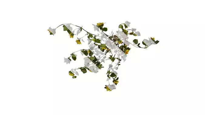 Anydrafts Lysimachia christinae Atlas 07