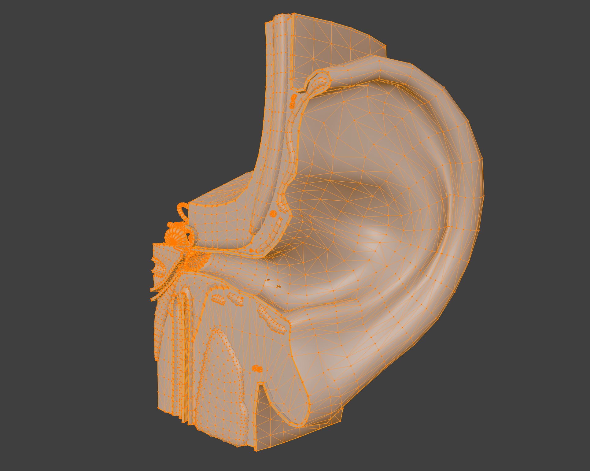 3D Model of Ear Anatomy 3D print model_3