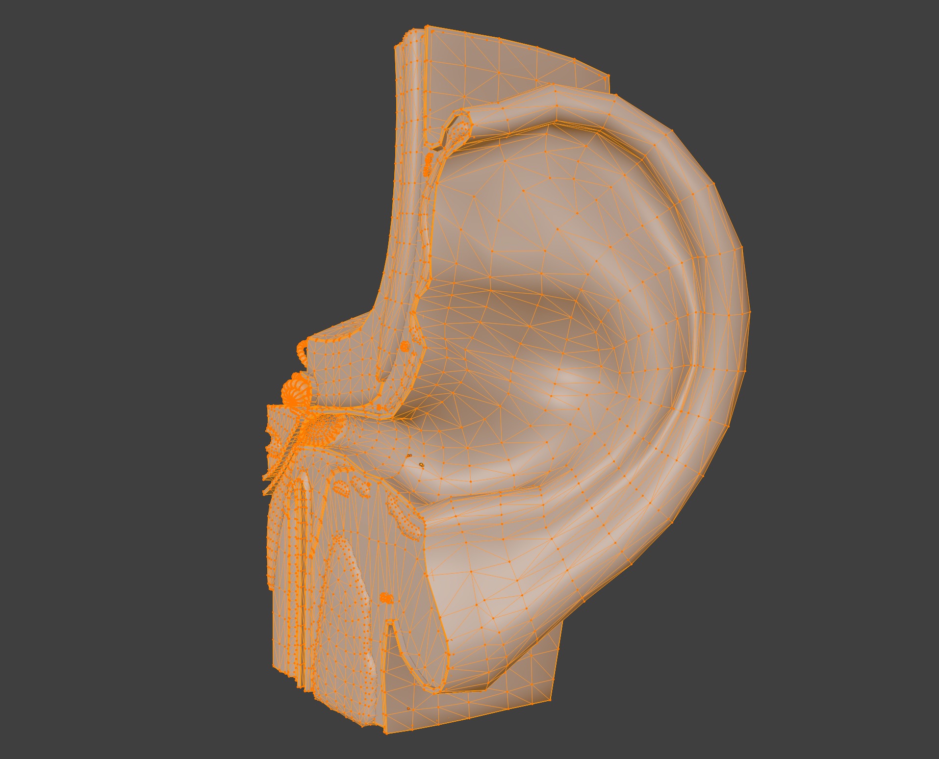3D Model of Ear Anatomy 3D print model_7