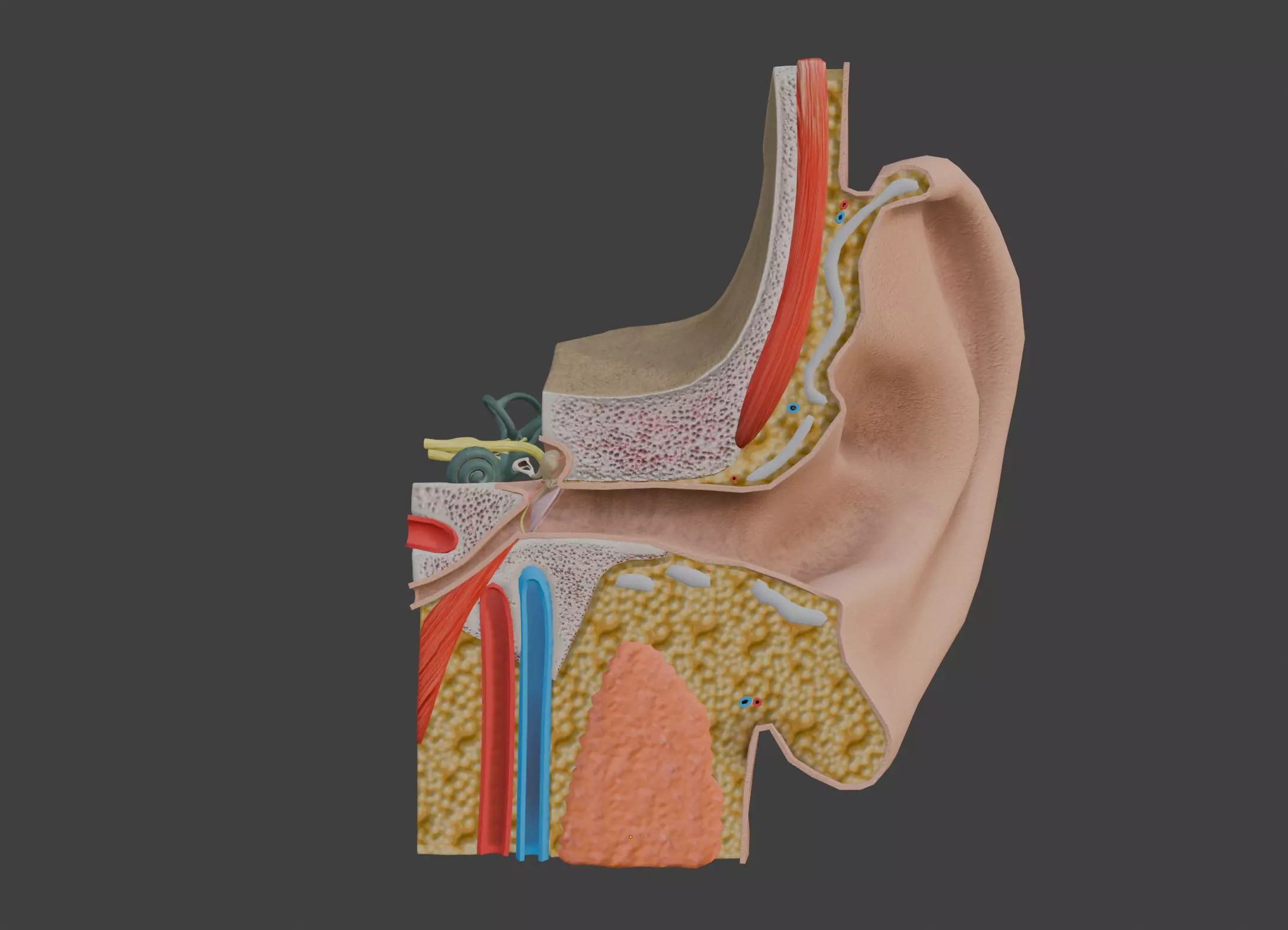 3D Model of Ear Anatomy 3D print model_0