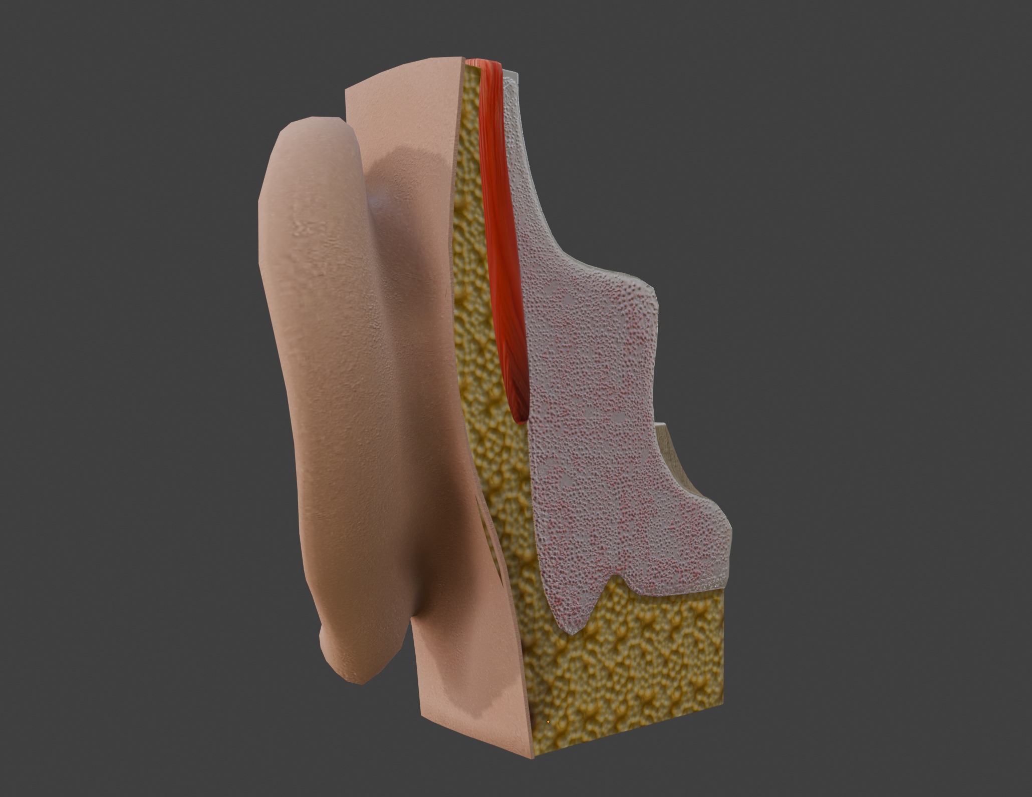 3D Model of Ear Anatomy 3D print model_10