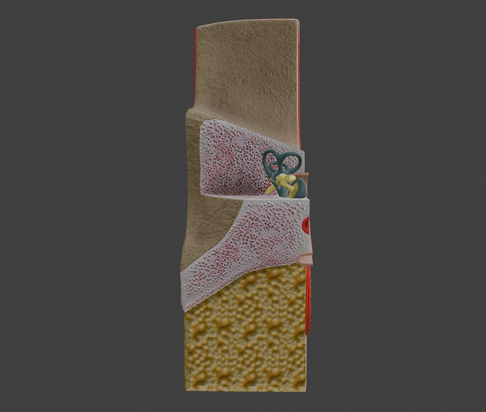 3D Model of Ear Anatomy 3D print model_12