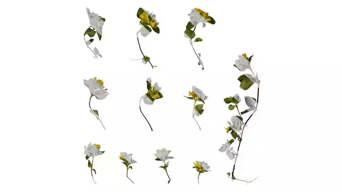 Anydrafts Lysimachia christinae Atlas 09