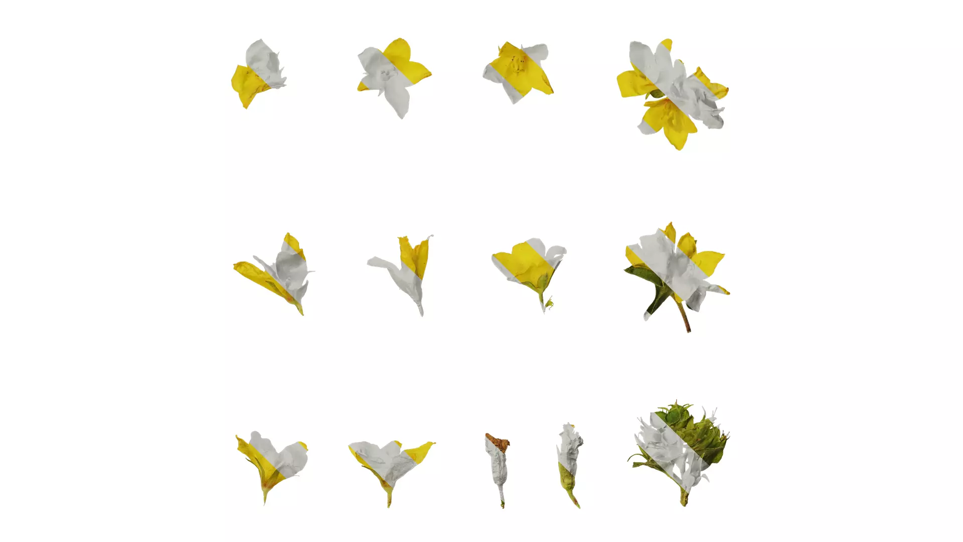 Anydrafts Lysimachia christinae Flower 01 Texture_0