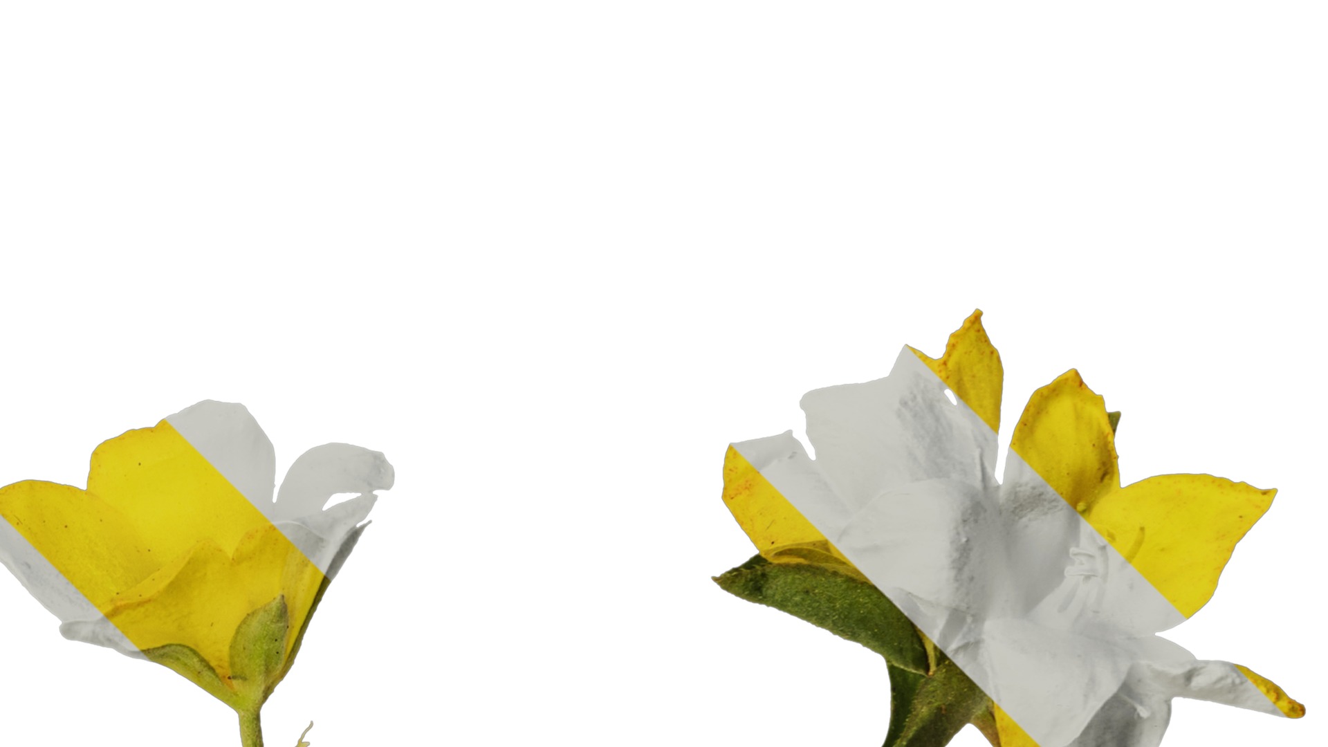 Anydrafts Lysimachia christinae Flower 01 Texture_4