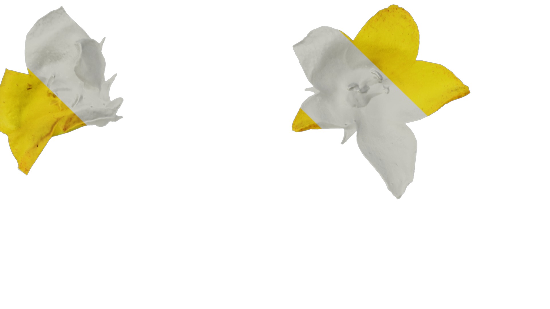 Anydrafts Lysimachia christinae Flower 01 Texture_1