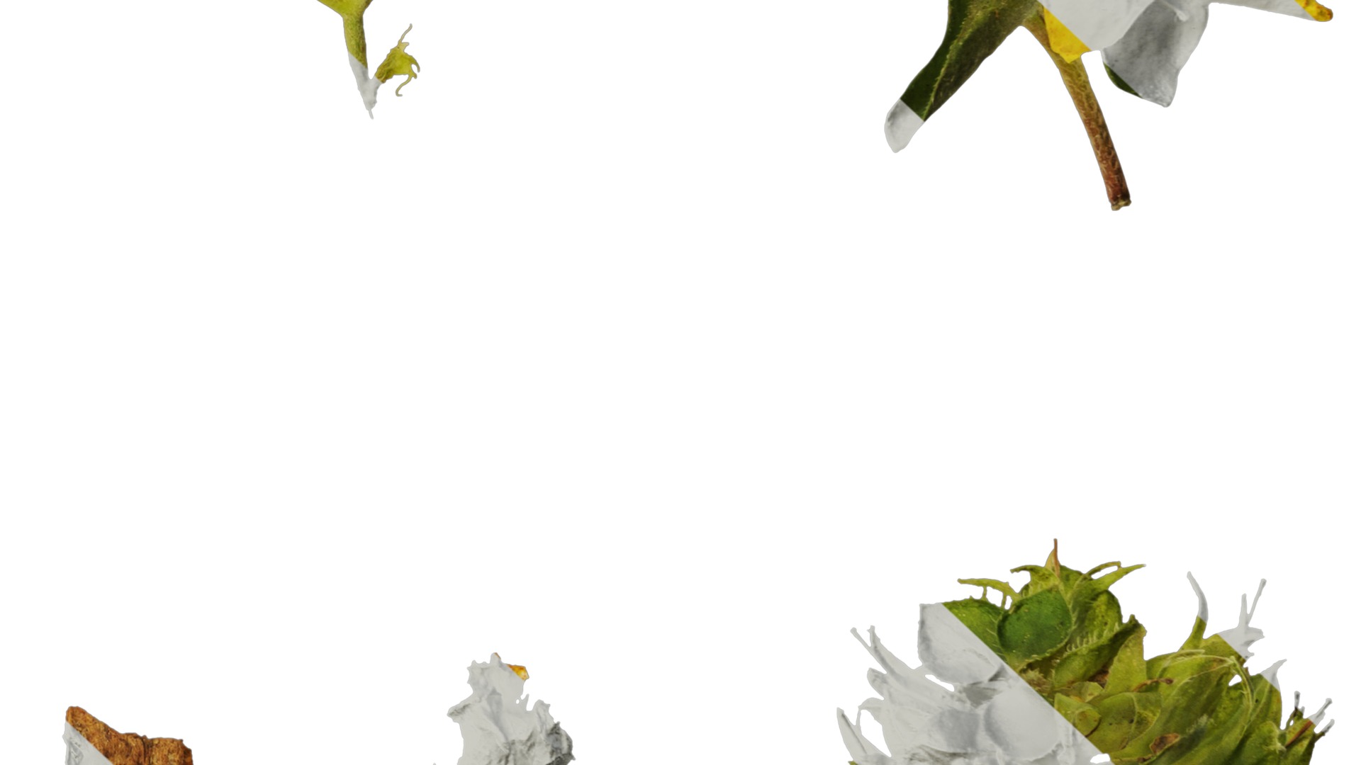 Anydrafts Lysimachia christinae Flower 01 Texture_6