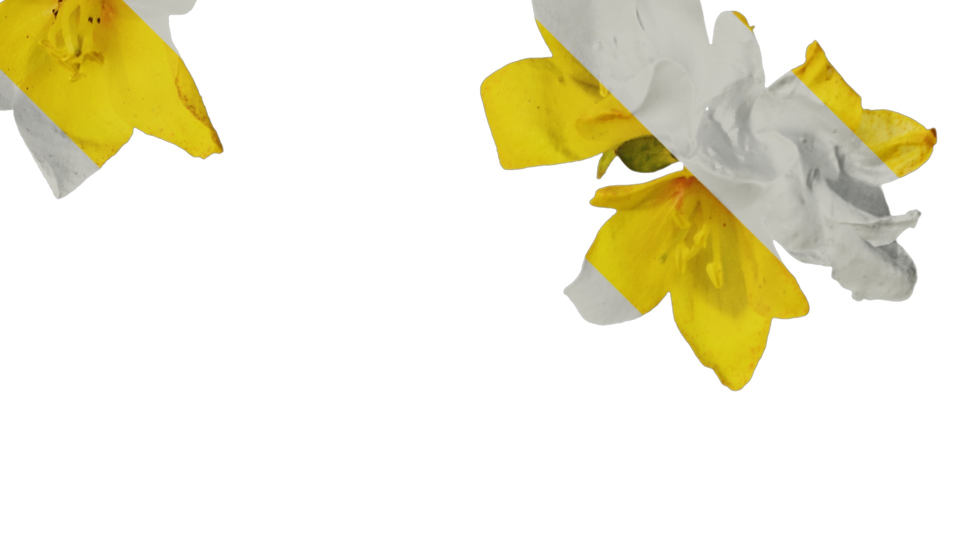 Anydrafts Lysimachia christinae Flower 01 Texture_2