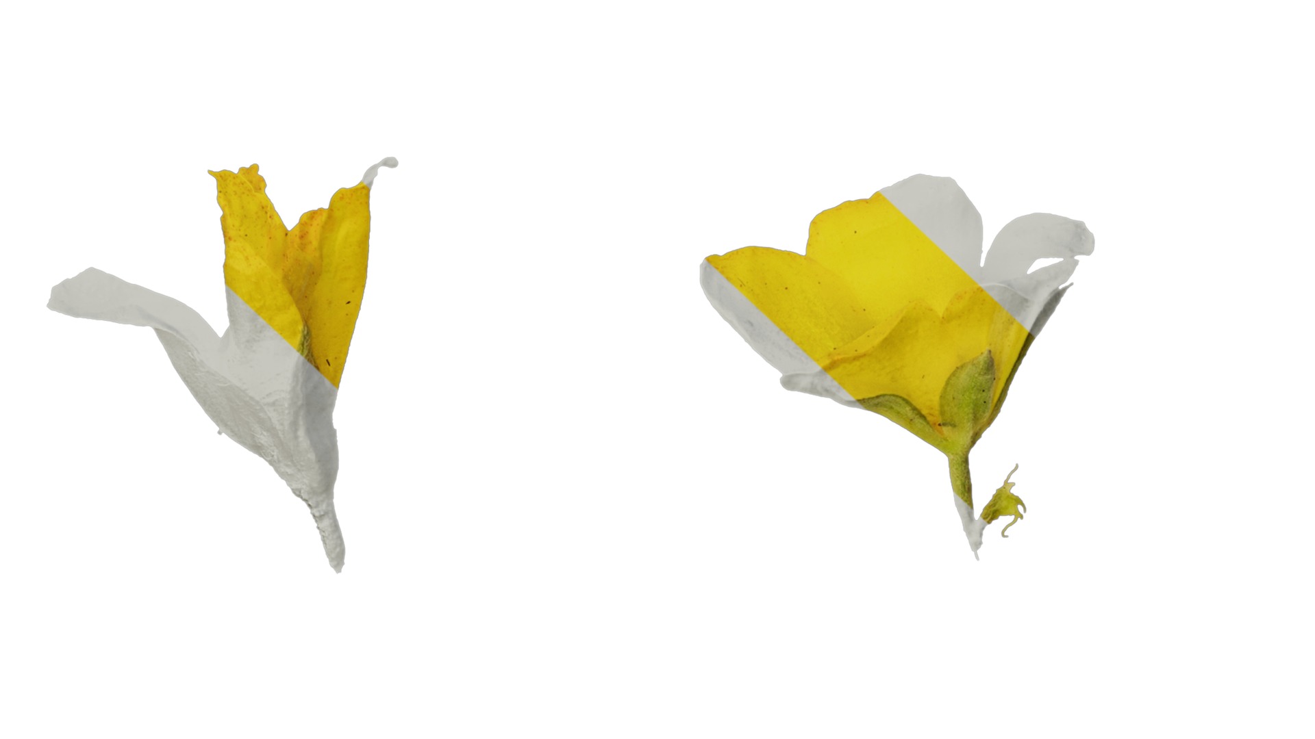 Anydrafts Lysimachia christinae Flower 01 Texture_7