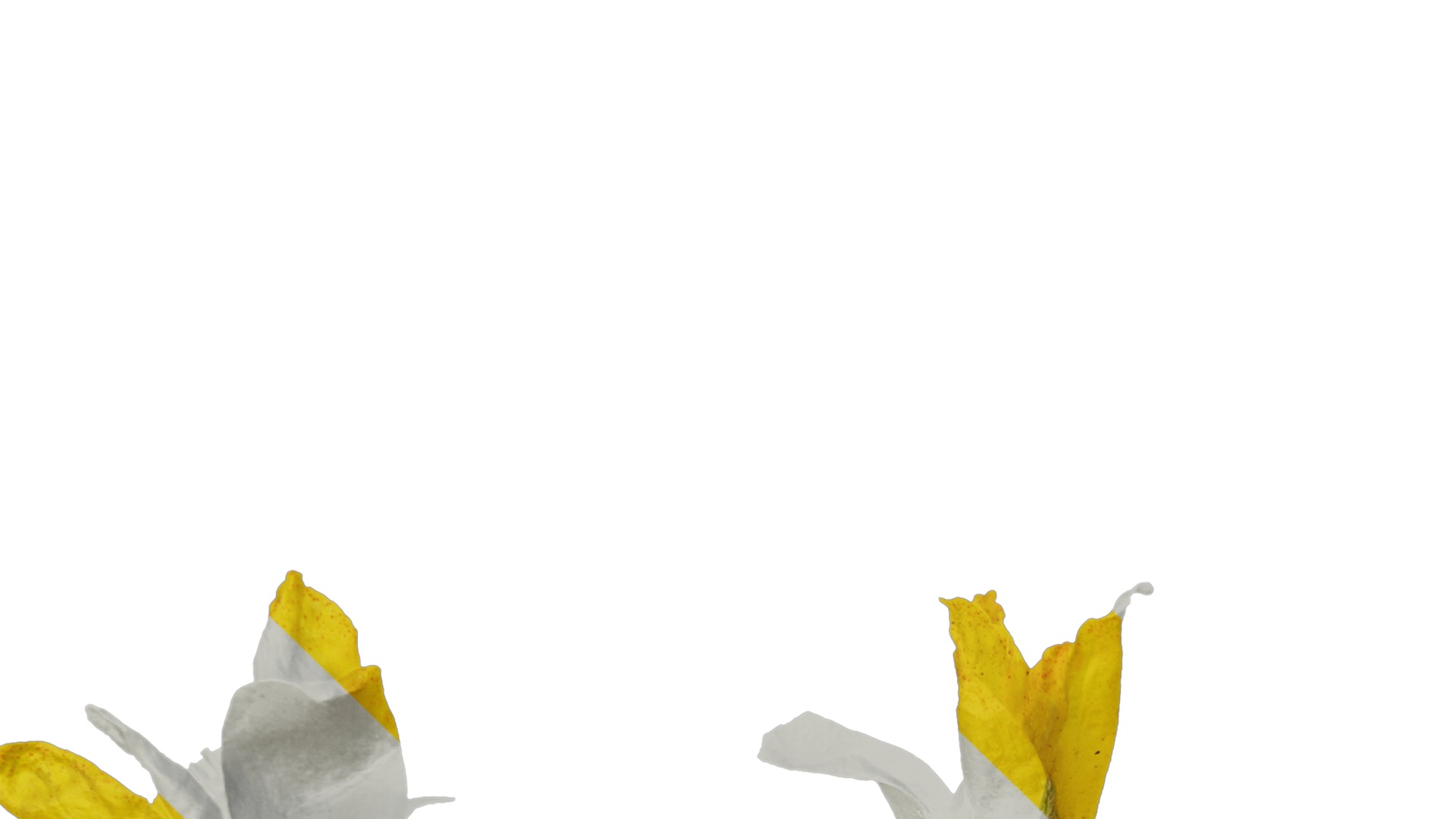 Anydrafts Lysimachia christinae Flower 01 Texture_3