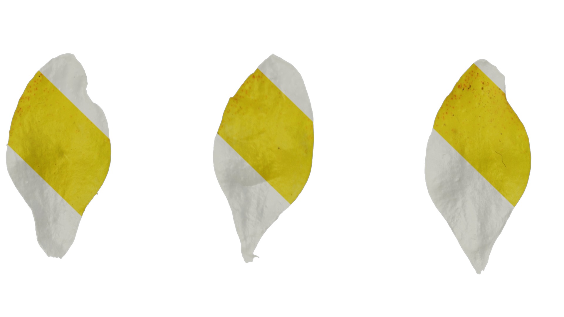 Anydrafts Lysimachia christinae Flower 02 Texture_3