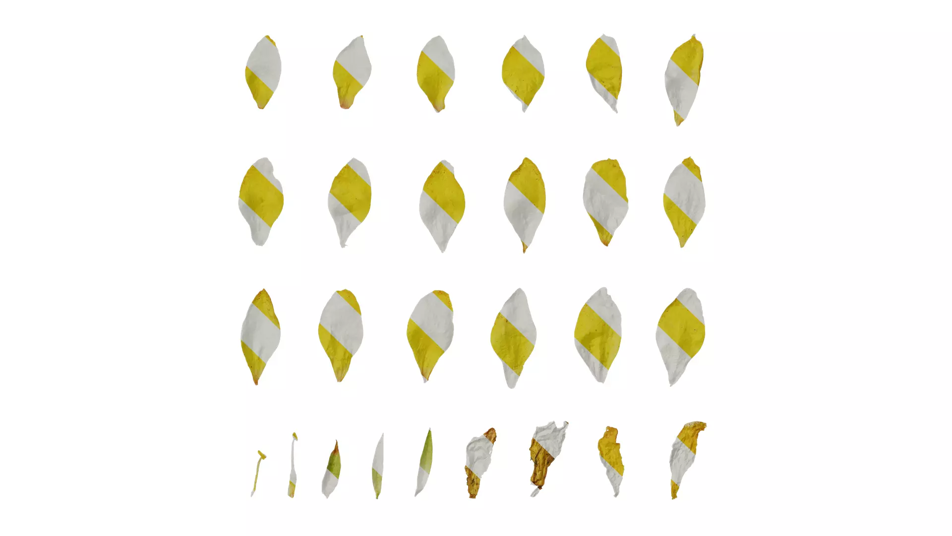 Anydrafts Lysimachia christinae Flower 02 Texture_0