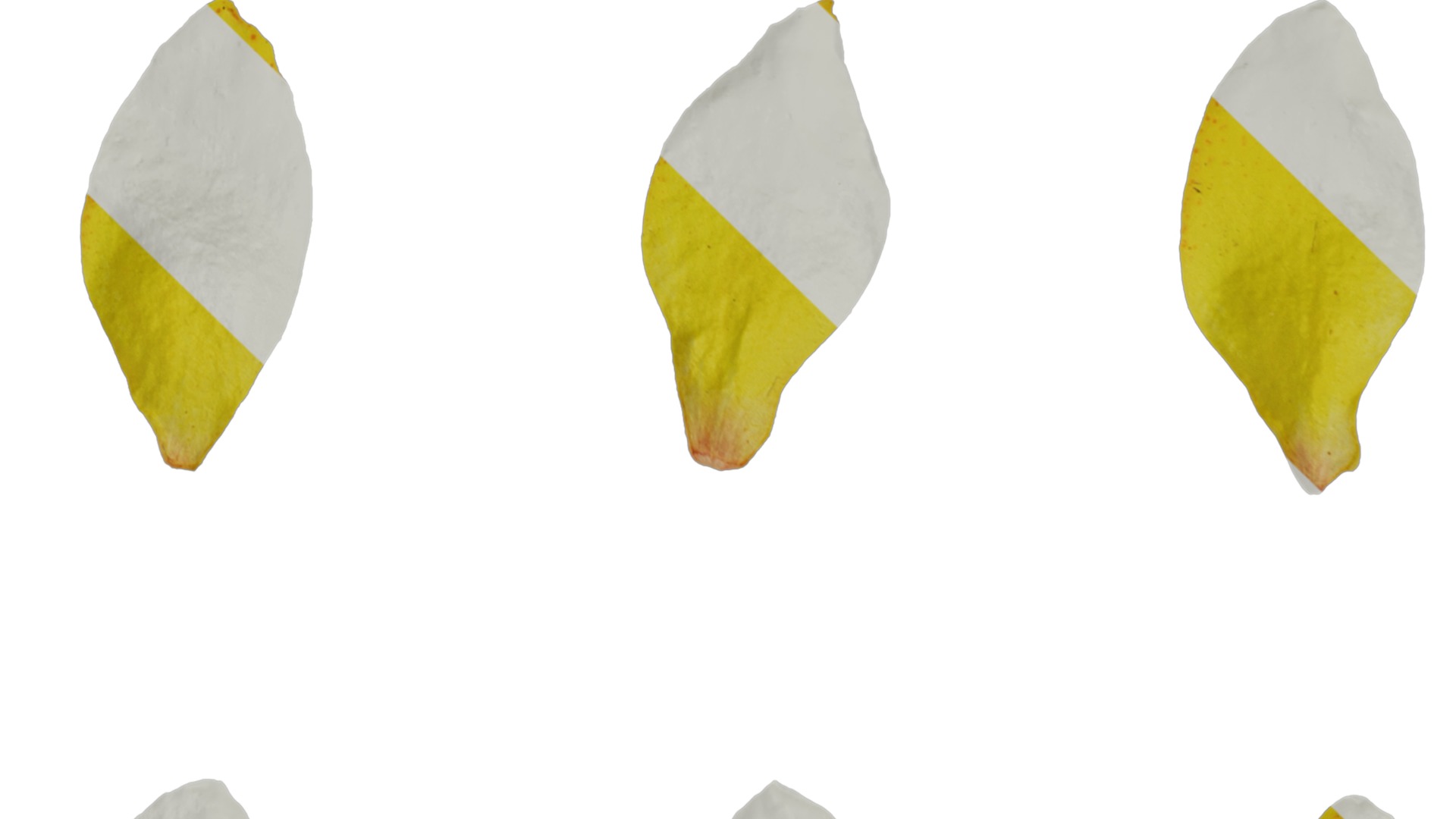 Anydrafts Lysimachia christinae Flower 02 Texture_1