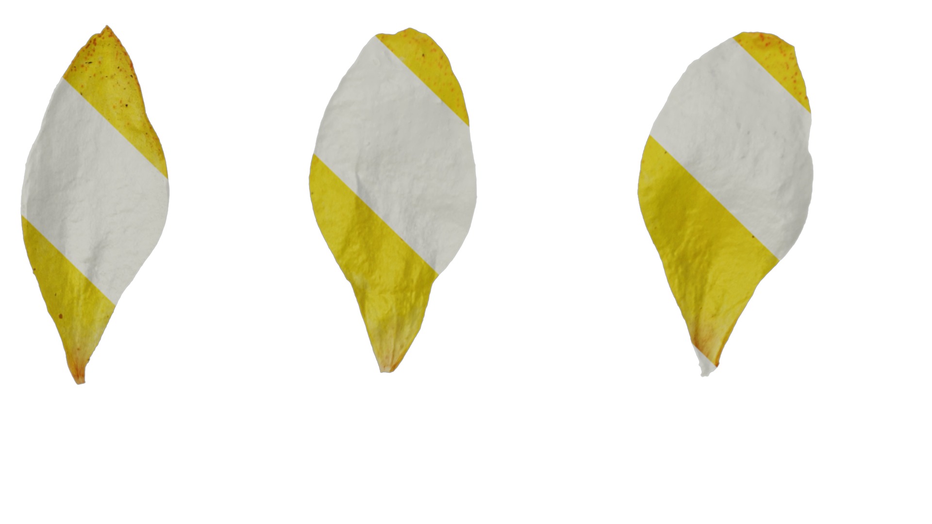 Anydrafts Lysimachia christinae Flower 02 Texture_5