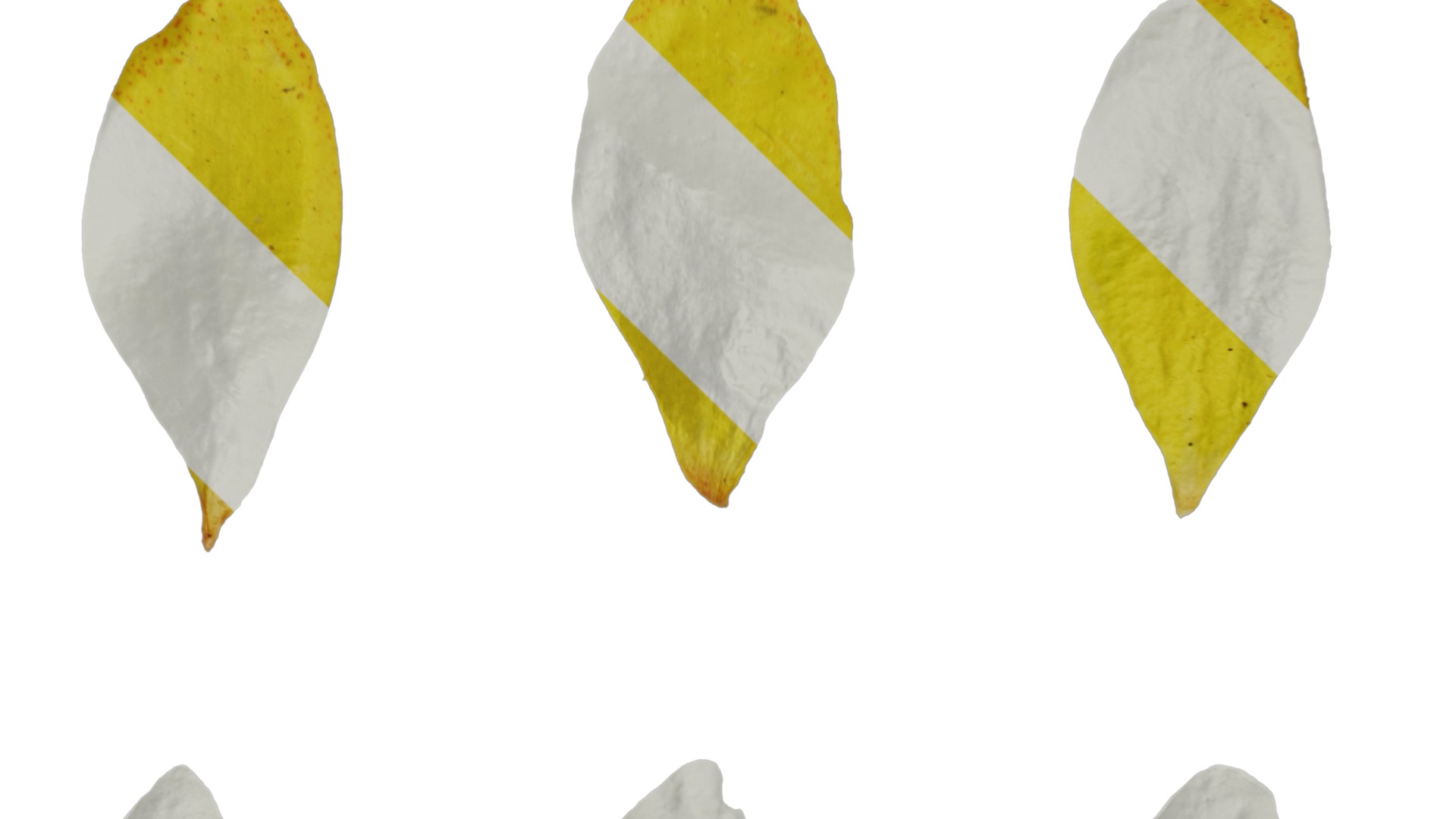 Anydrafts Lysimachia christinae Flower 02 Texture_4