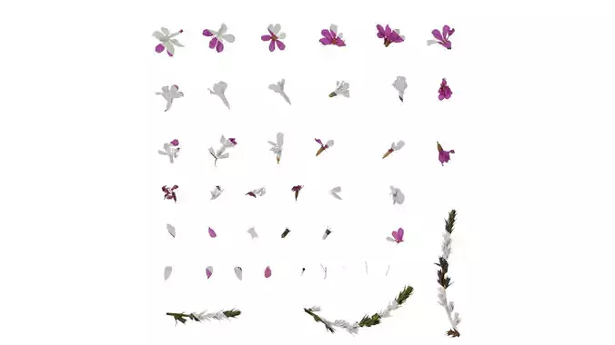 Anydrafts Lythrum salicaria Atlas 02