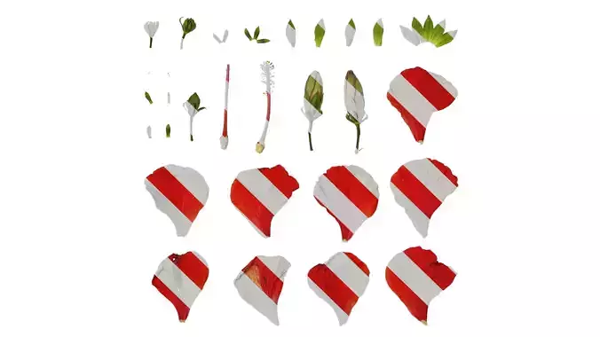 Anydrafts Hibiscus rosa sinensis Flower 01