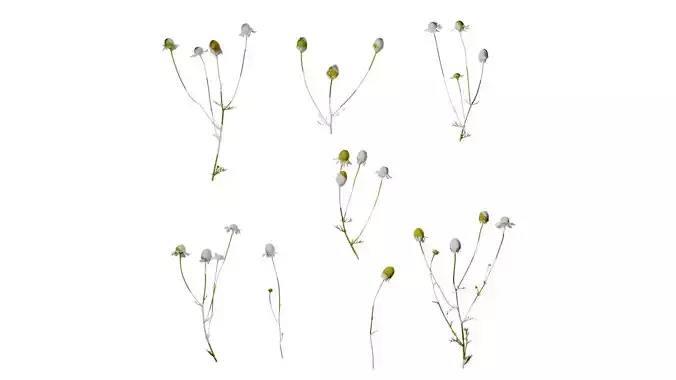 Anydrafts Matricaria recutita Atlas 01