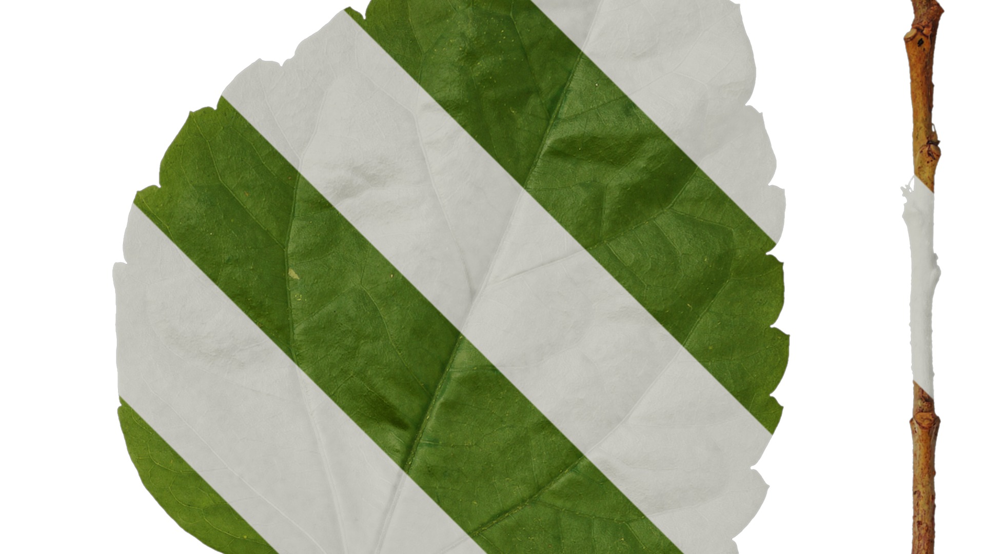 Anydrafts Hibiscus rosa sinensis Leaf 01 Texture_2