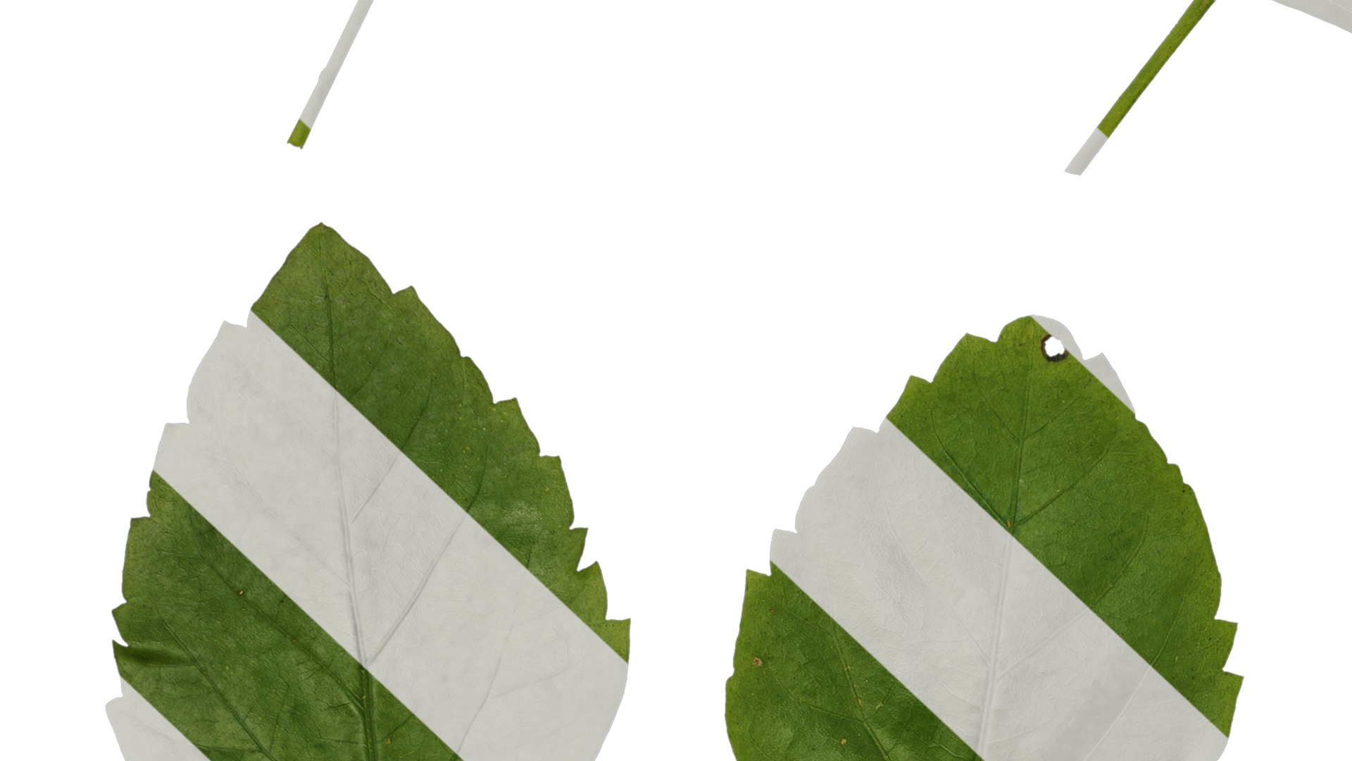 Anydrafts Hibiscus rosa sinensis Leaf 01 Texture_7