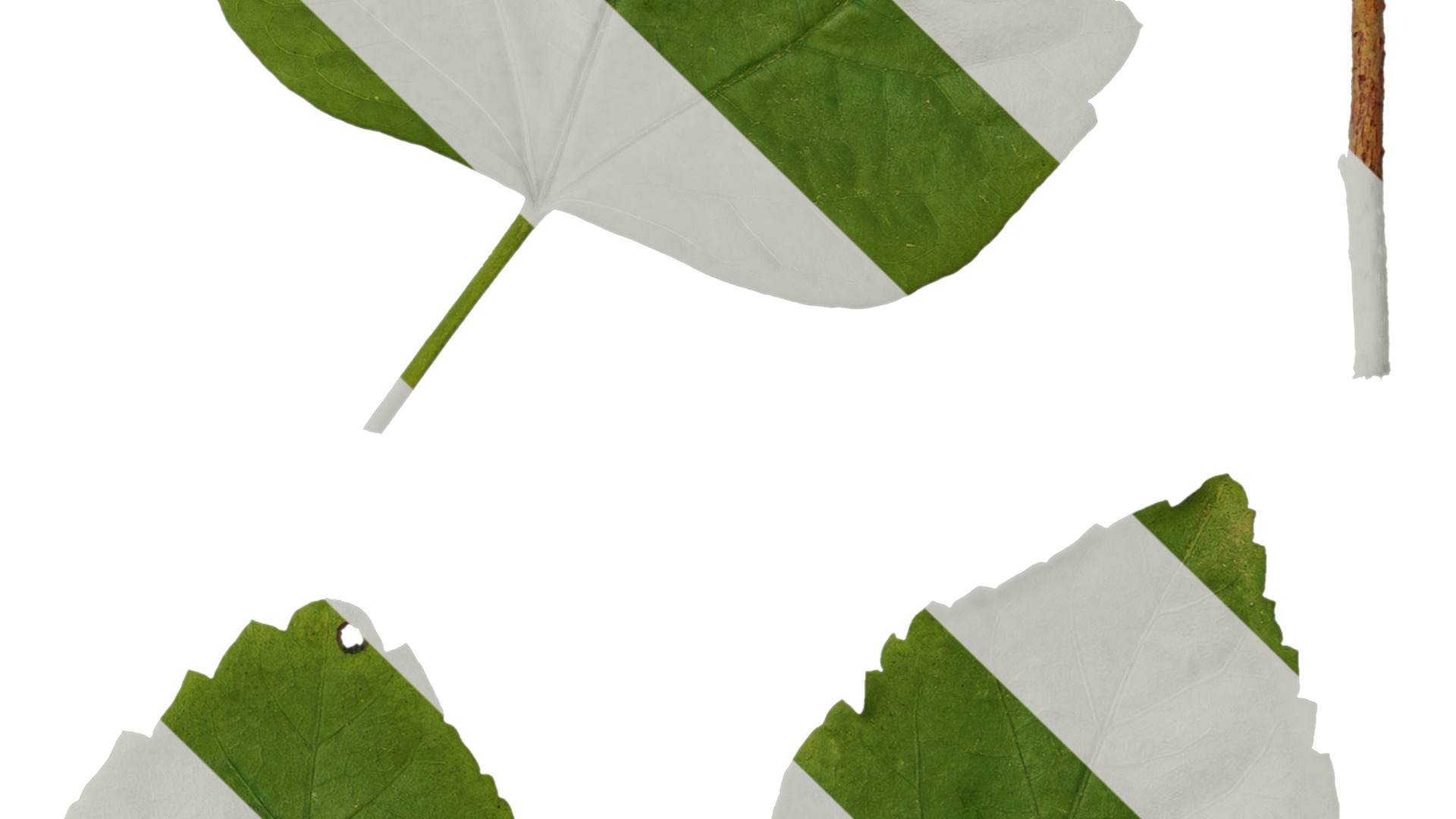 Anydrafts Hibiscus rosa sinensis Leaf 01 Texture_4