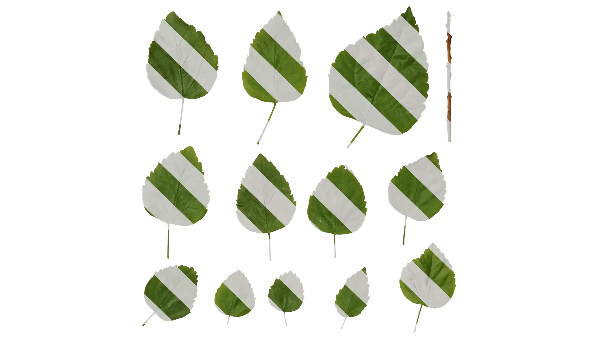 Anydrafts Hibiscus rosa sinensis Leaf 01 Texture_0