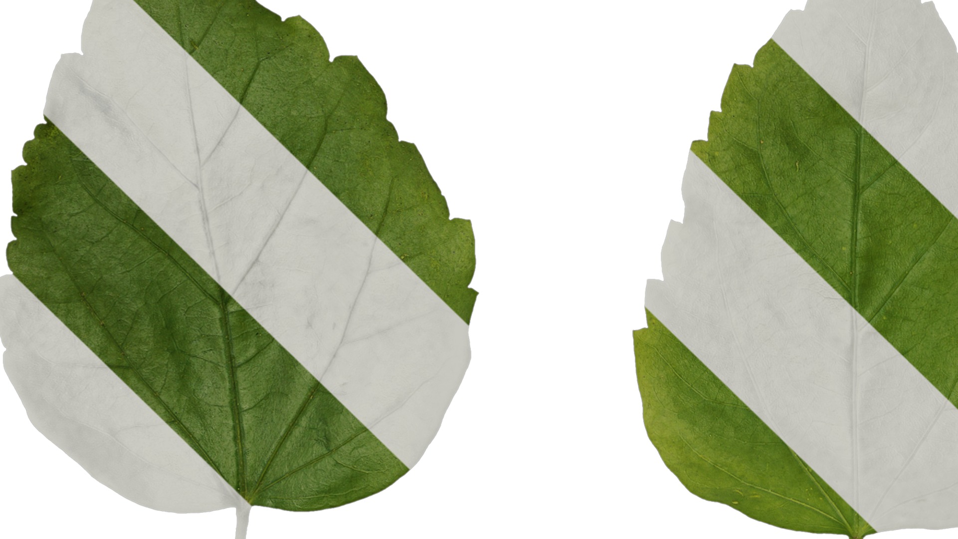 Anydrafts Hibiscus rosa sinensis Leaf 01 Texture_1