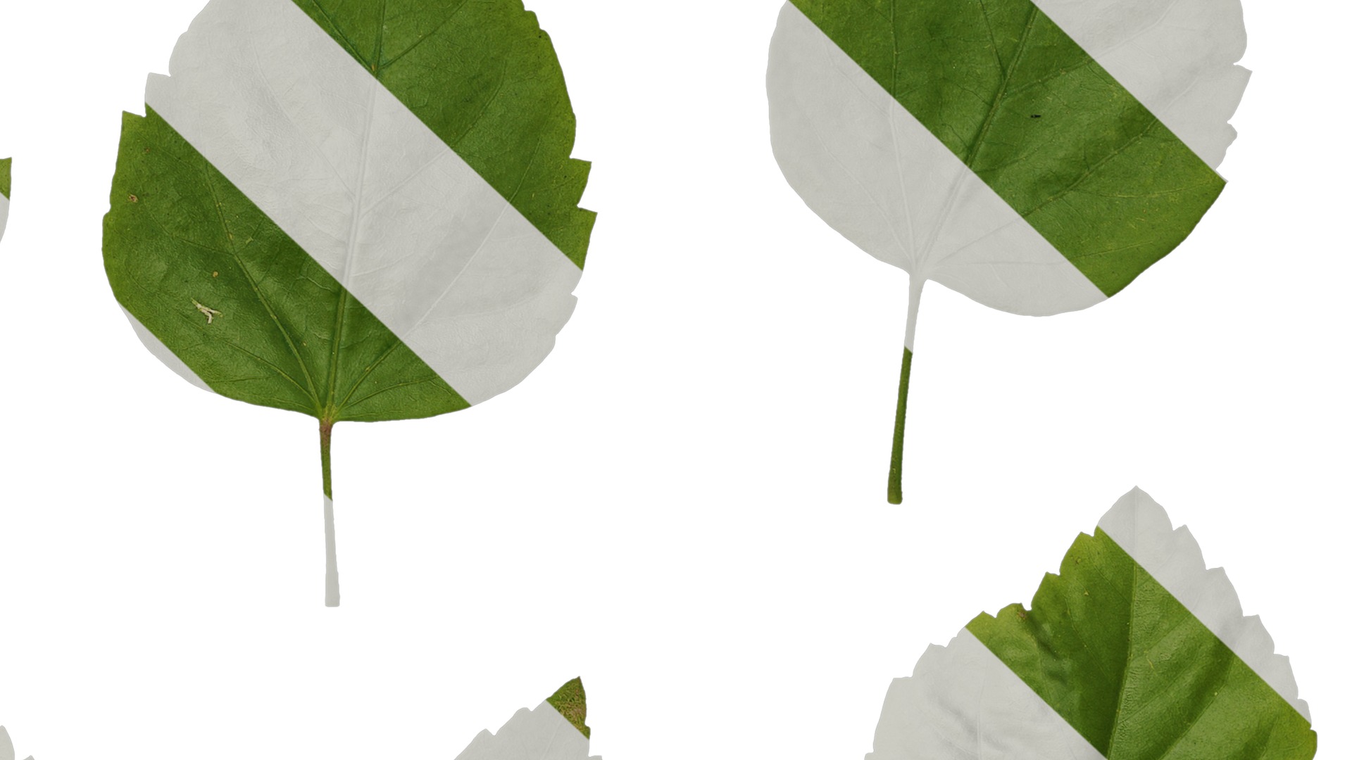 Anydrafts Hibiscus rosa sinensis Leaf 01 Texture_6