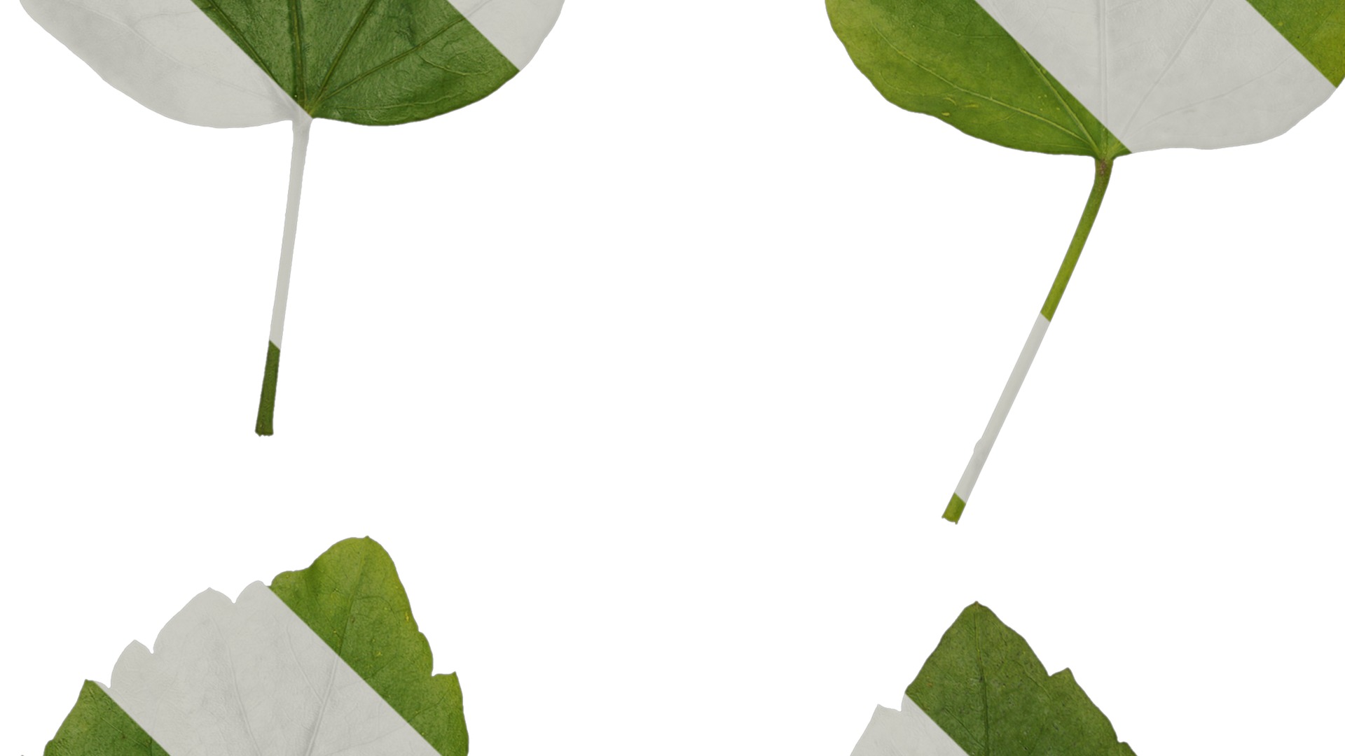 Anydrafts Hibiscus rosa sinensis Leaf 01 Texture_3