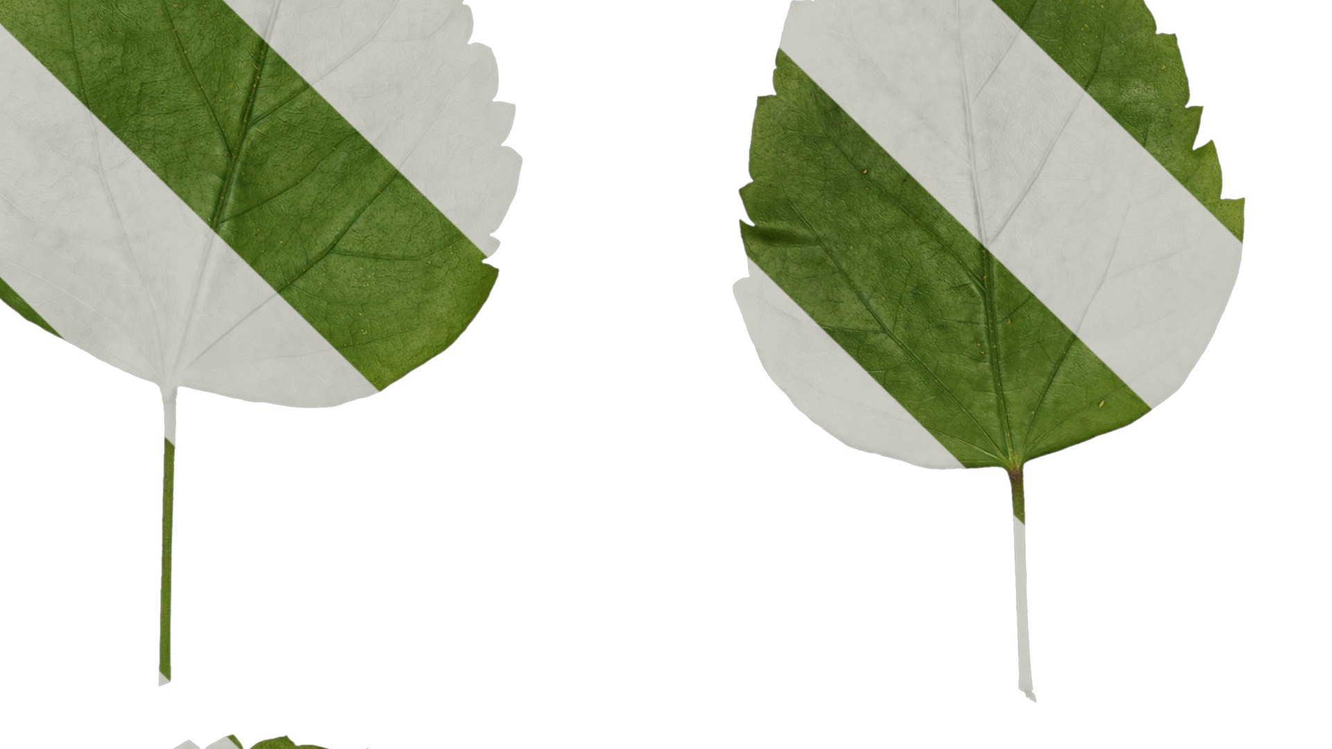 Anydrafts Hibiscus rosa sinensis Leaf 01 Texture_5