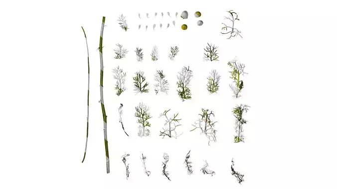 Anydrafts Matricaria recutita Atlas 03