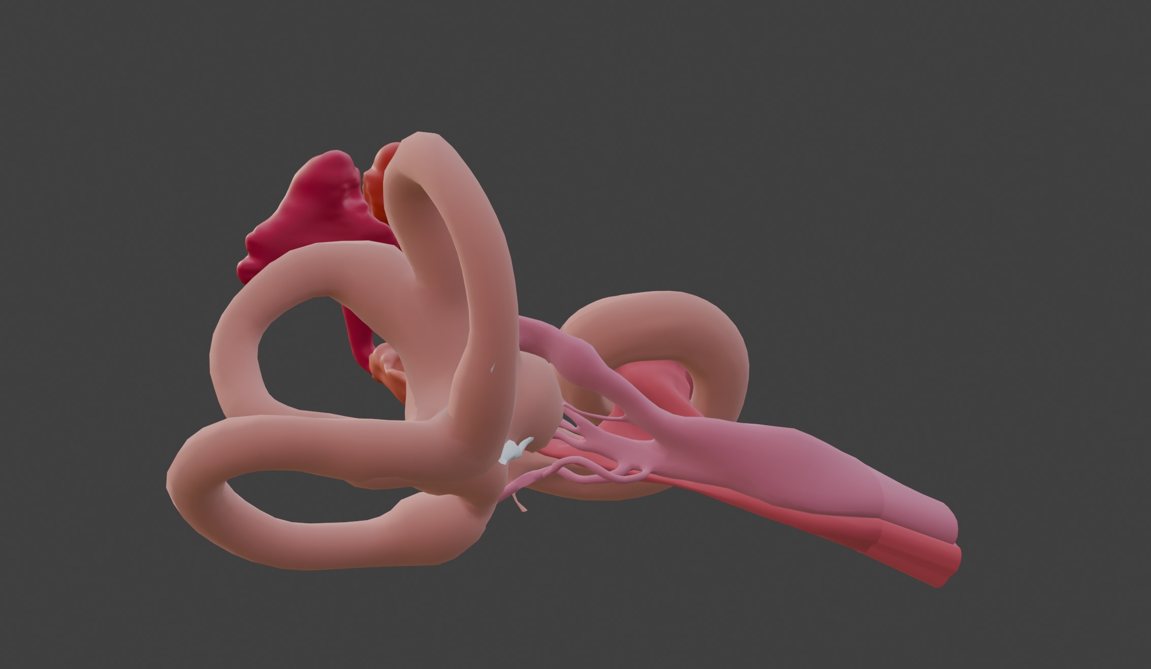  3D Model of Inner Ear Model 3D print model_11