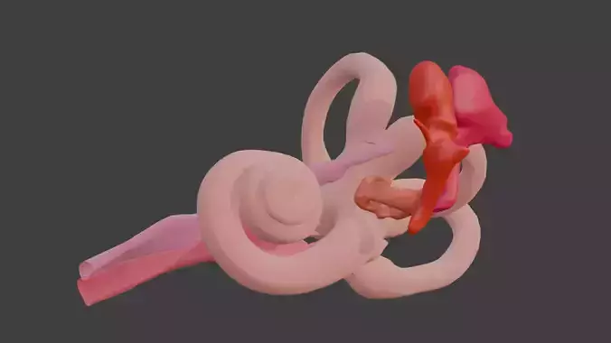  3D Model of Inner Ear Model 3D print model