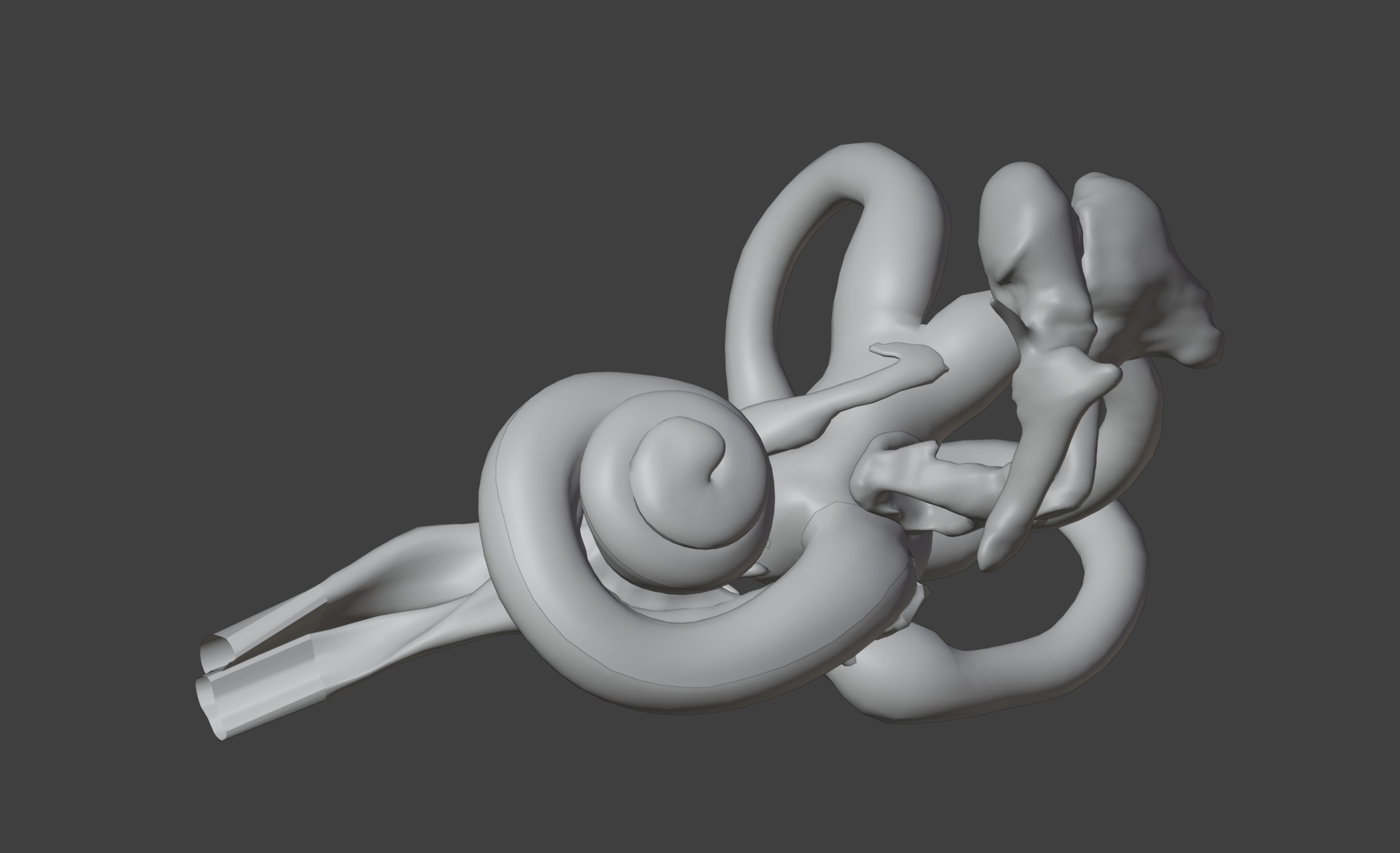  3D Model of Inner Ear Model 3D print model_1