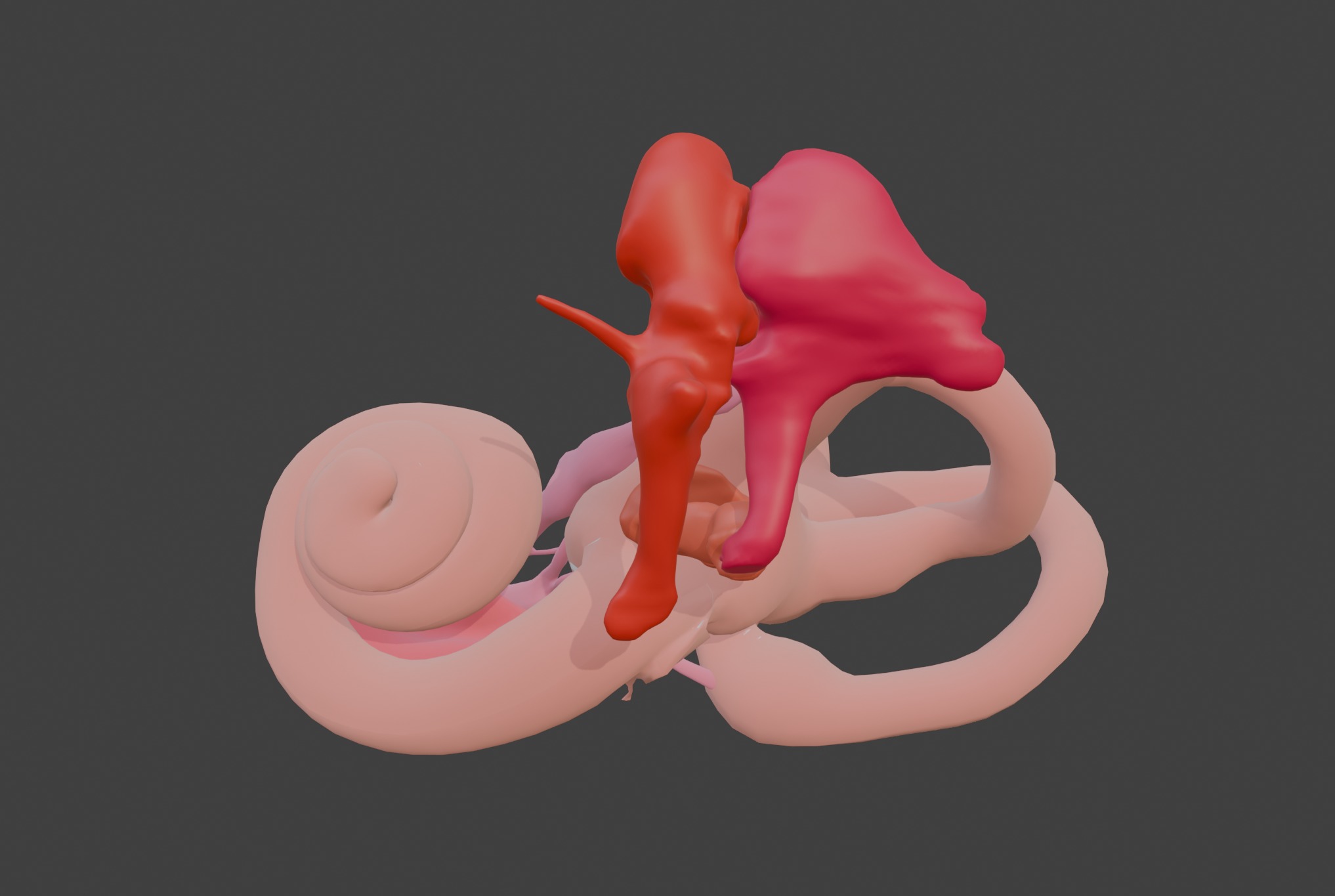  3D Model of Inner Ear Model 3D print model_9