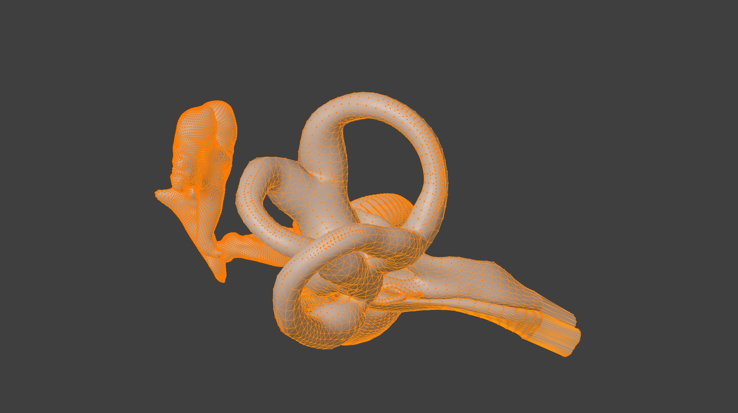 3D Model of Inner Ear Model 3D print model_7