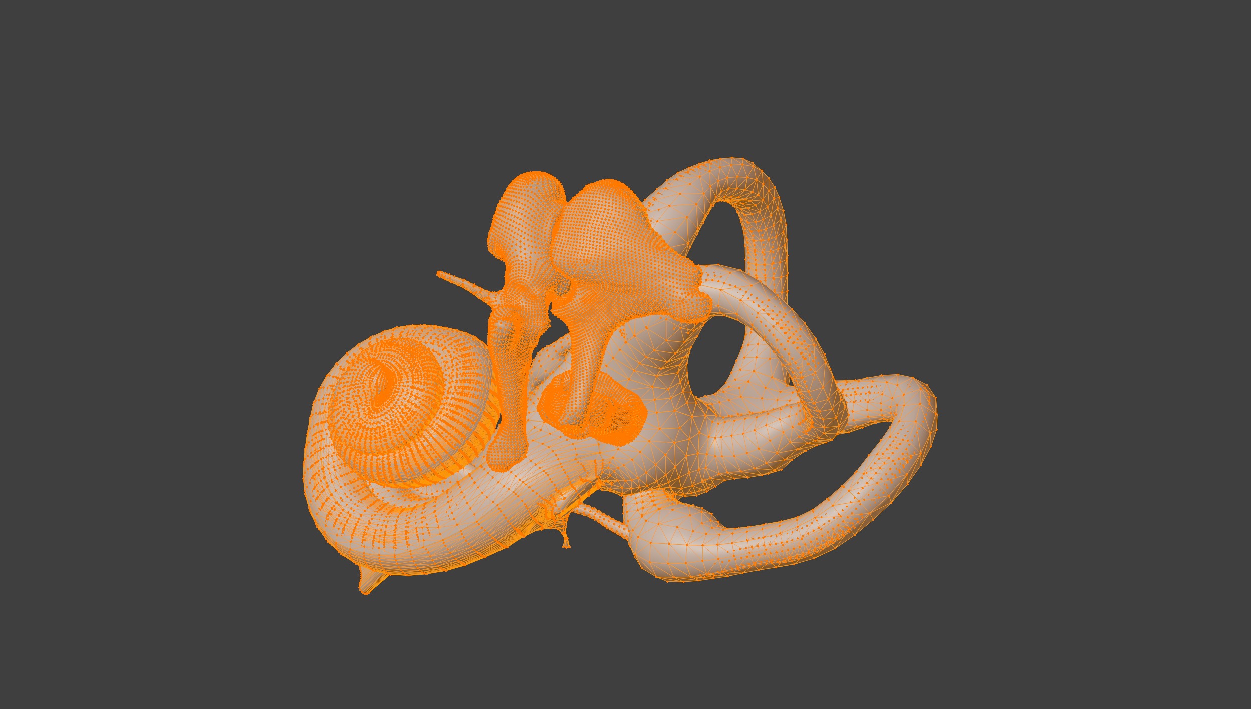  3D Model of Inner Ear Model 3D print model_6