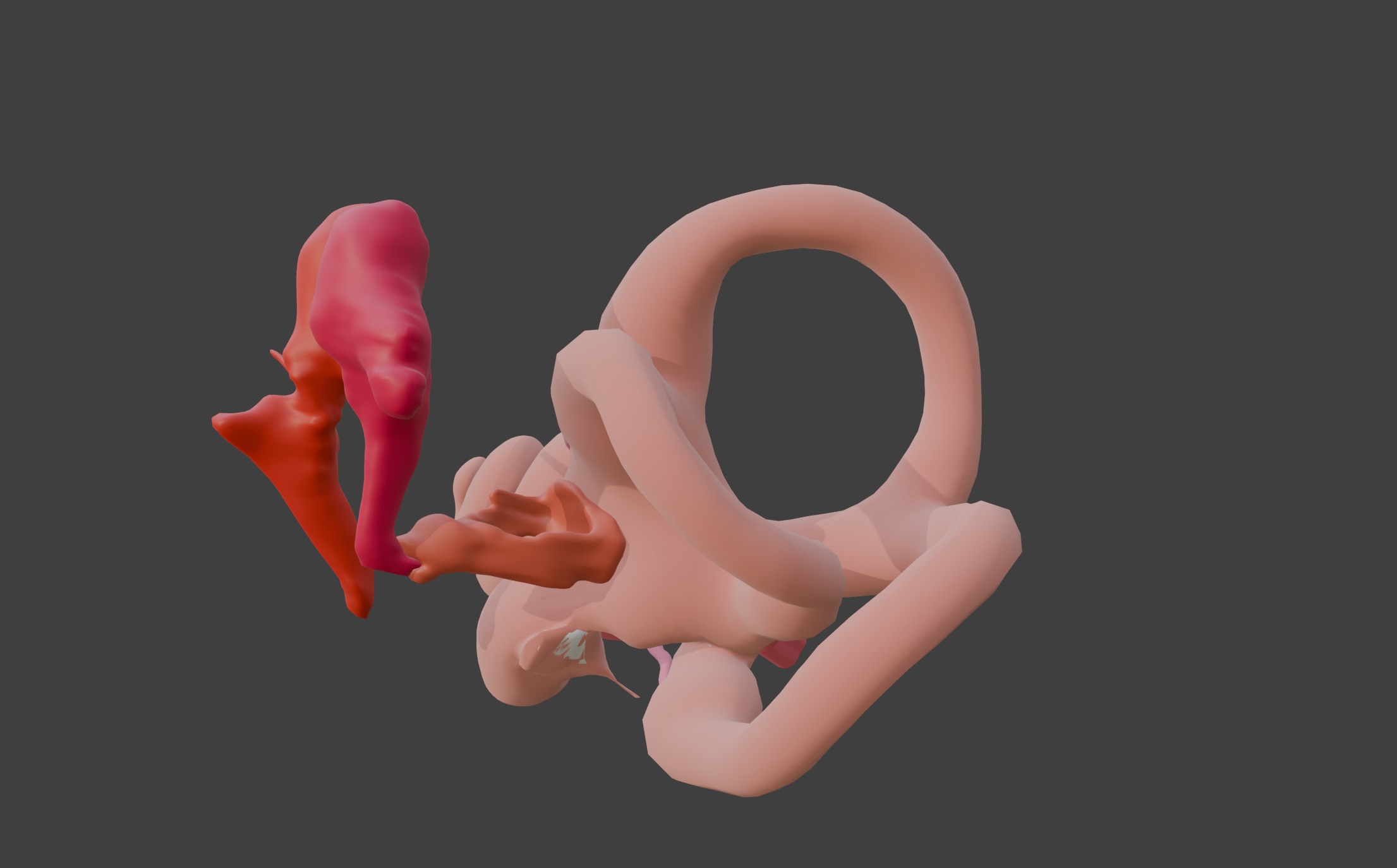  3D Model of Inner Ear Model 3D print model_10