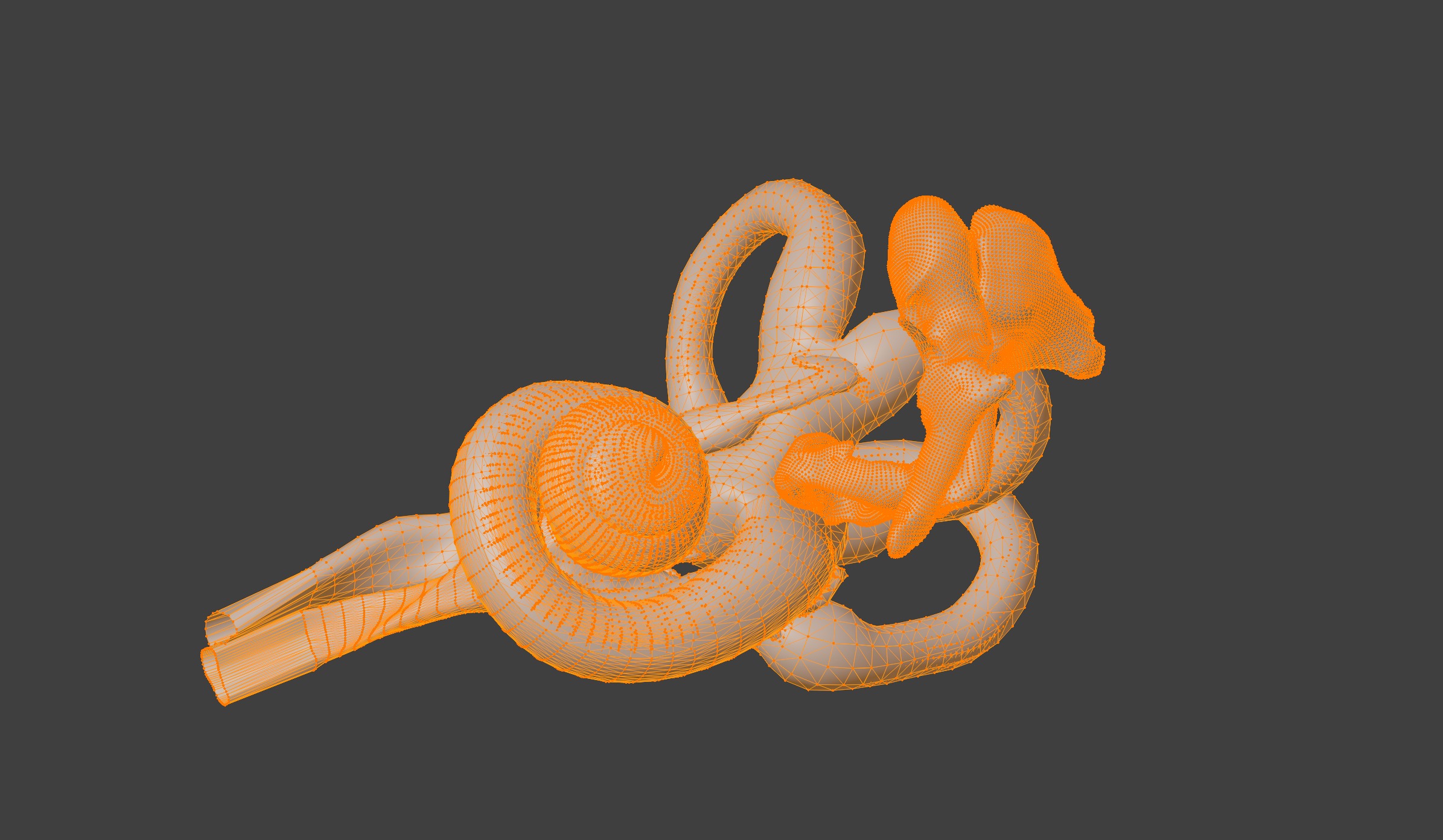  3D Model of Inner Ear Model 3D print model_5