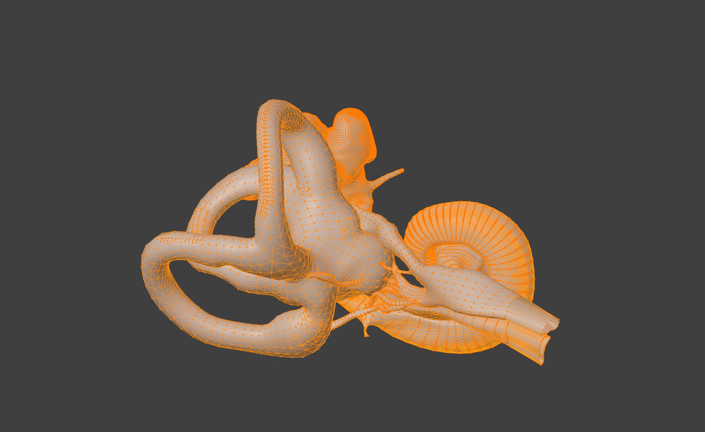  3D Model of Inner Ear Model 3D print model_8