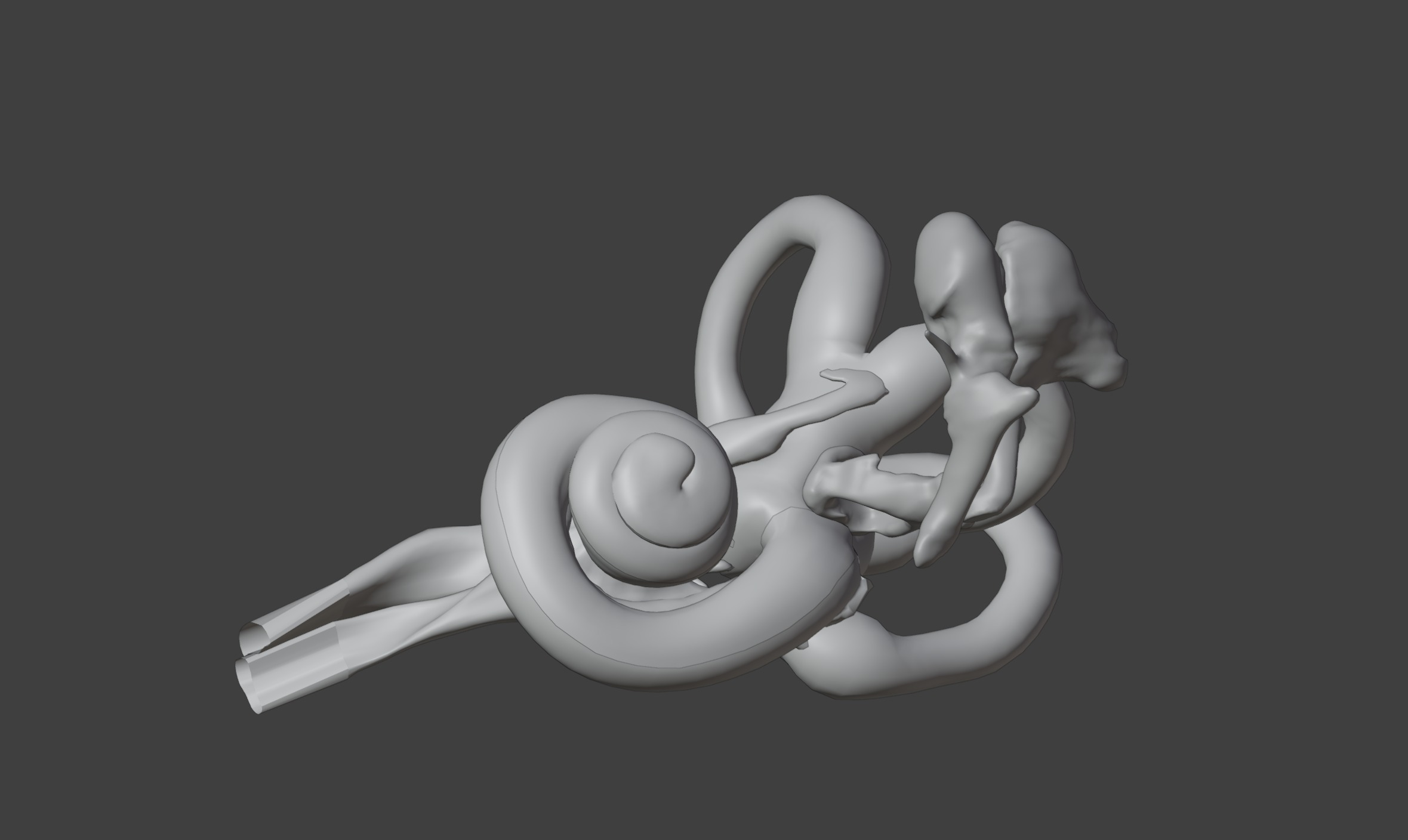  3D Model of Inner Ear Model 3D print model_4
