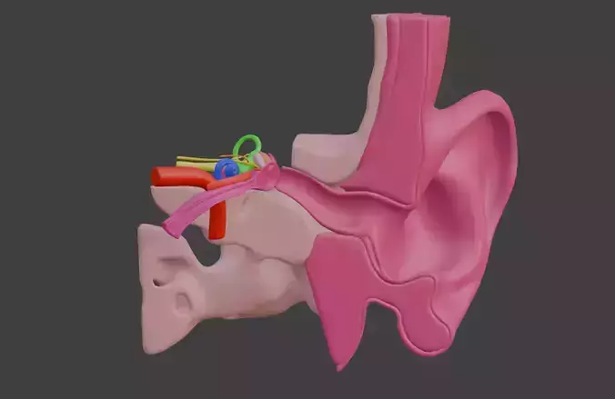 3D Model of Anatomical Model Ear