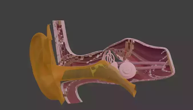 3D Model of Inner Ear 3D print model