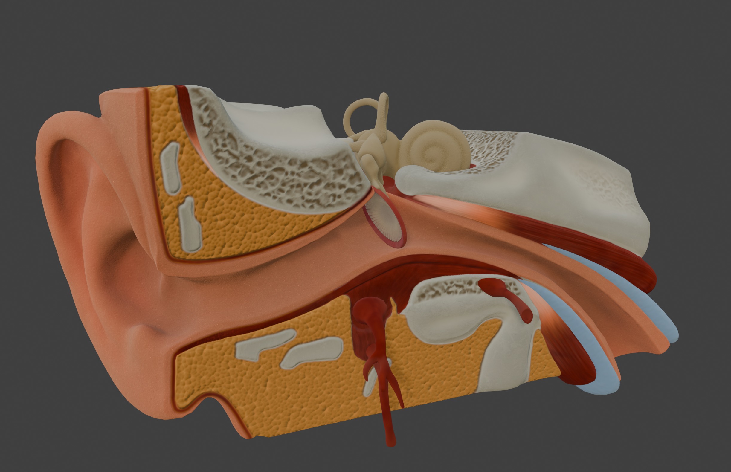 3D Model of Human Ear Anatomy 3D print model_11