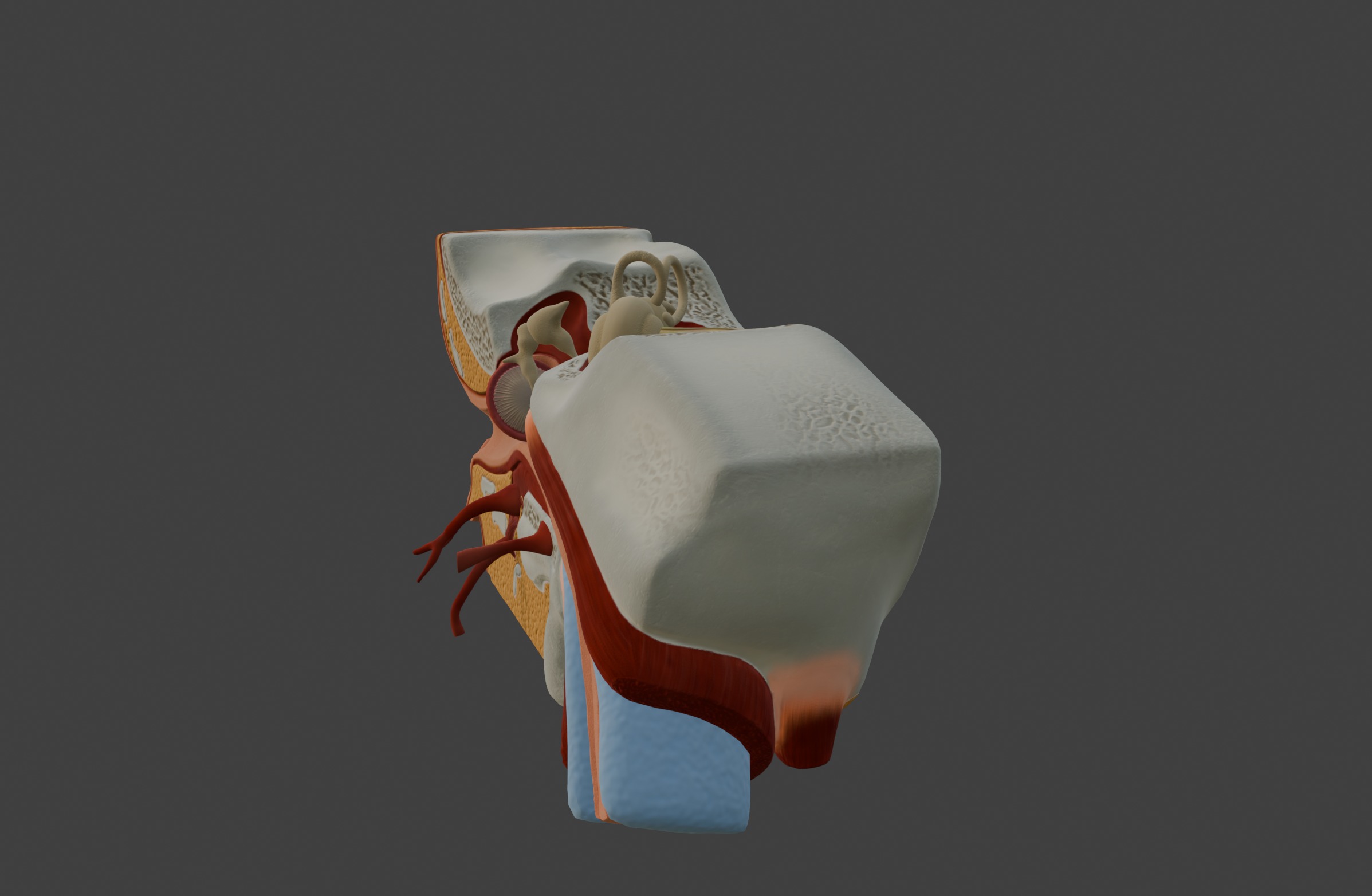 3D Model of Human Ear Anatomy 3D print model_13