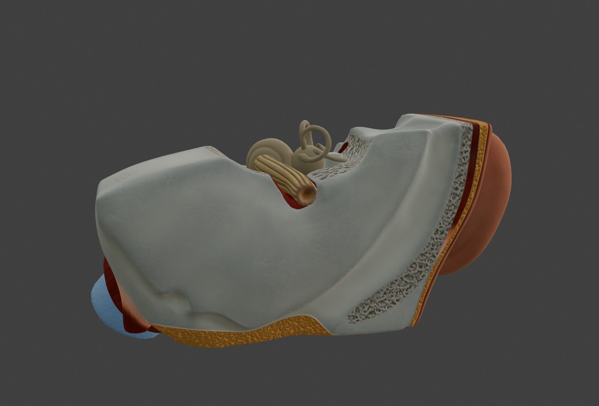 3D Model of Human Ear Anatomy 3D print model_14