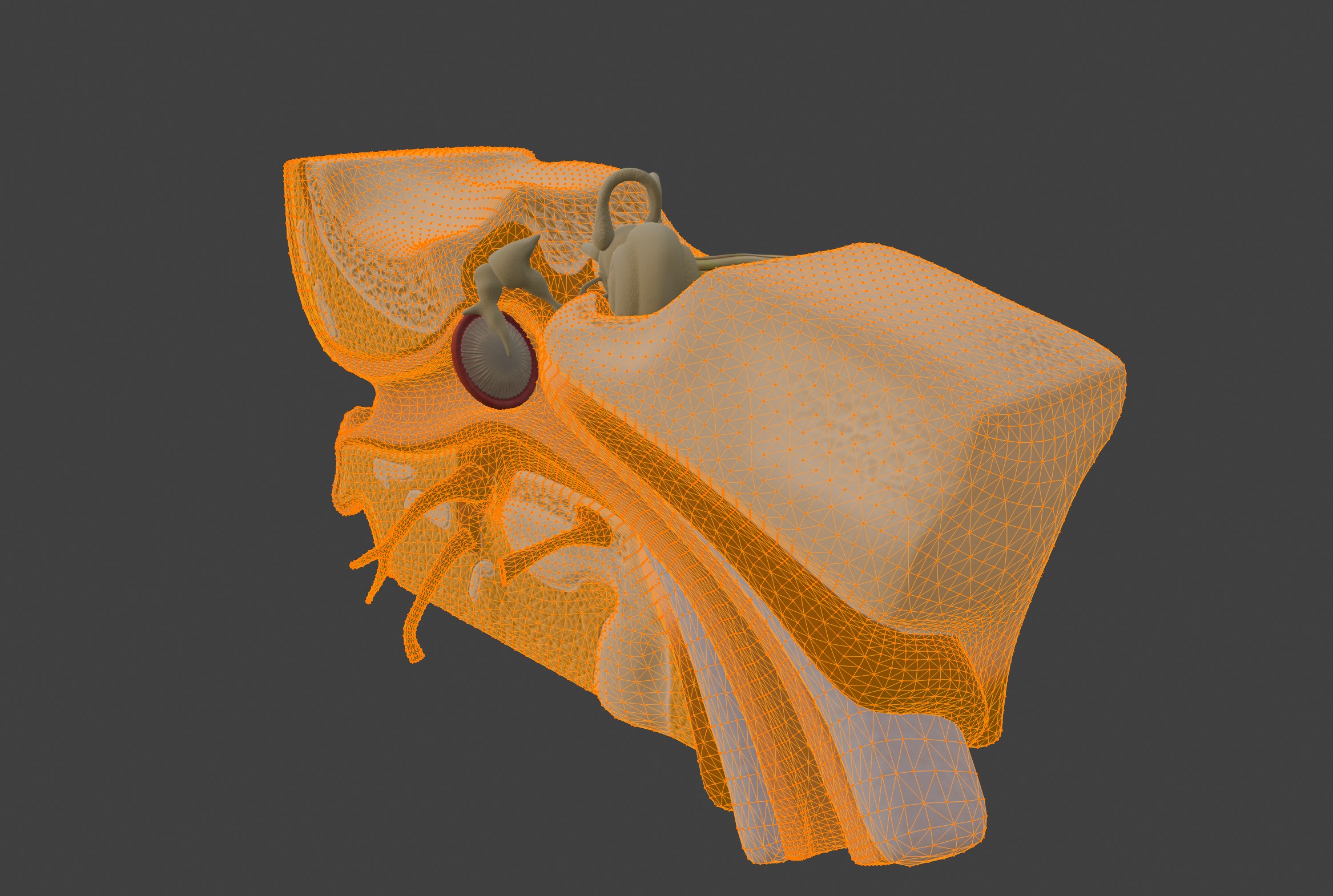 3D Model of Human Ear Anatomy 3D print model_17